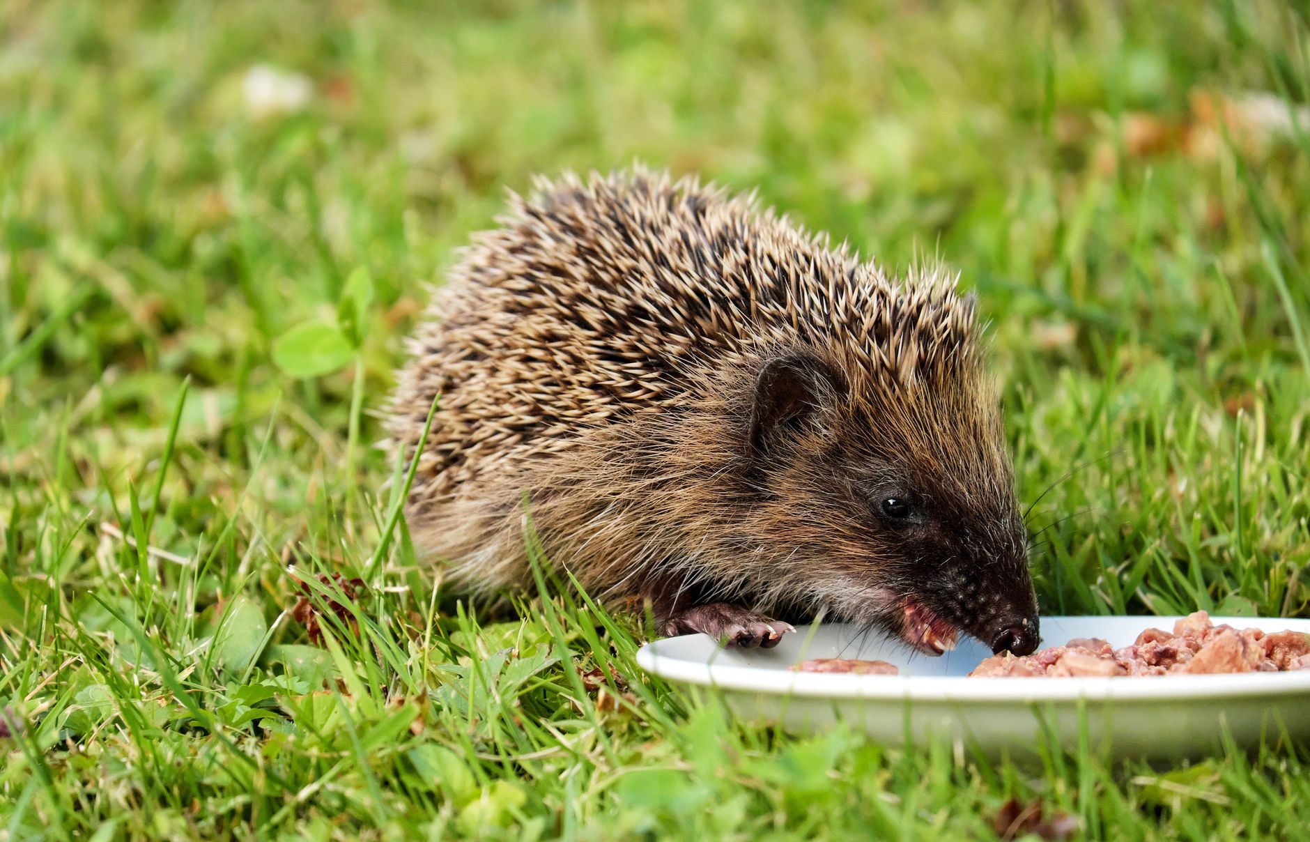 Visual illustration for ハリネズミ シニア 食事